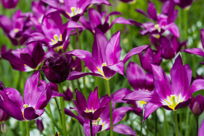 Close-up of pink flowering plants