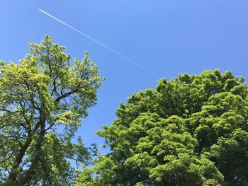 Low angle view of tree against clear blue sky