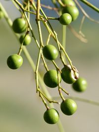 Close-up of berries growing on tree