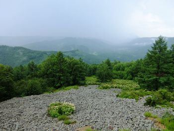 Scenic view of forest against sky
