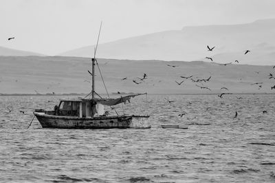 Birds flying over sea against clear sky