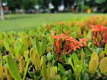 Close-up of plants on field