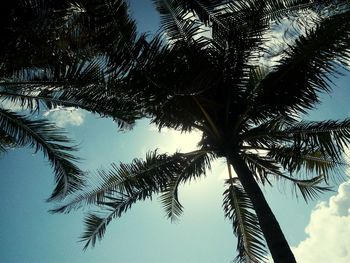 Low angle view of palm tree against sky