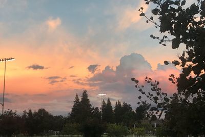 Low angle view of silhouette trees against sky during sunset