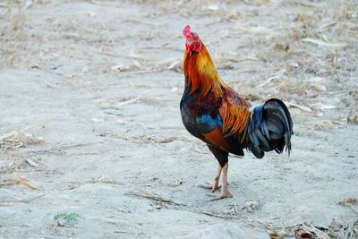 Rooster on ground