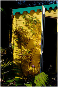 Close-up of yellow glass window