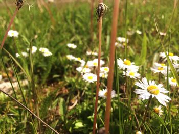 Close-up of white daisy flowers