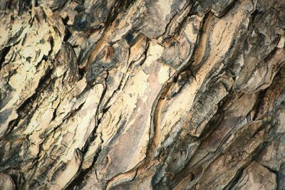 Full frame shot of tree trunk