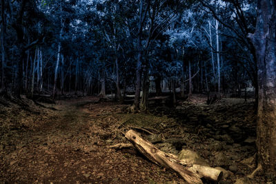 Trees in forest