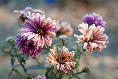 Close-up of flowers blooming outdoors