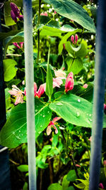 Close-up of plants growing outdoors