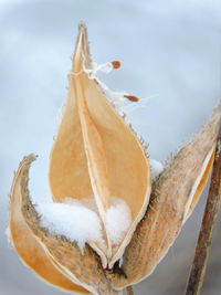 Close-up of fruit