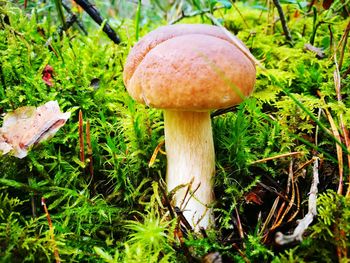 Close-up of mushroom on grass