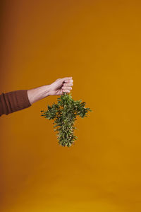 Cropped hand of woman holding plant