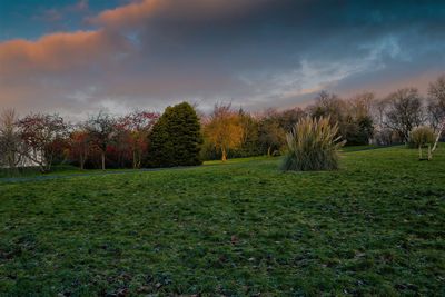 Trees growing on field against sky during sunset