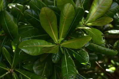 leaf