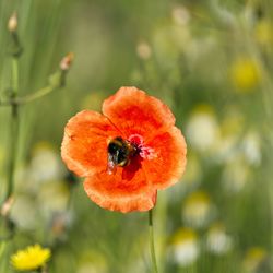 Close-up of bee pollinating on flower