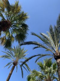 Low angle view of coconut palm tree against clear blue sky