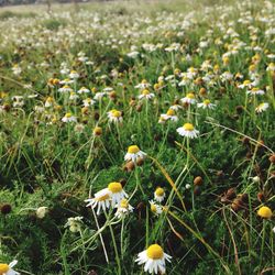 Close-up of dandelion flowers in field