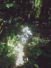 Low angle view of trees against sky