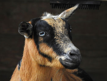 Close-up portrait of a horse