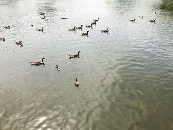 High angle view of birds swimming in lake