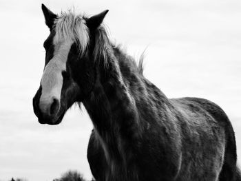 Close-up of horse