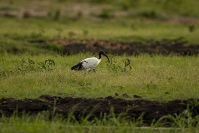 Side view of a bird on field