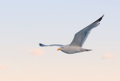 Low angle view of seagull flying