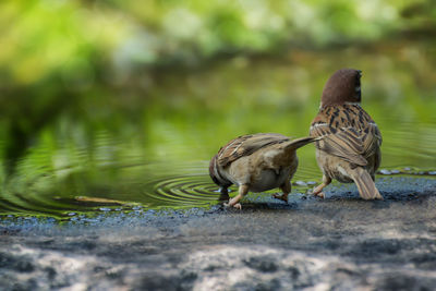 Ducks on a lake