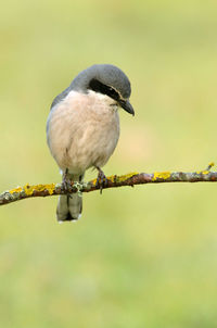 Close-up of bird perching on branch