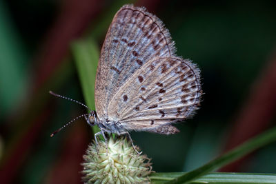 Close-up of butterfly pollinating flower