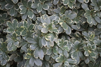 Full frame shot of white flowering plants