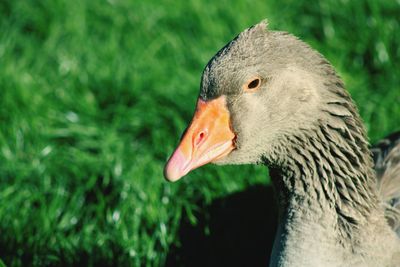 Close-up of a bird