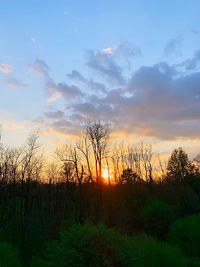 Silhouette bare trees on field against sky during sunset