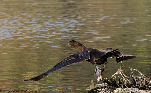 Bird flying over lake