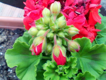 Close-up of pink flowers blooming outdoors