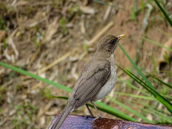 Close-up of bird perching outdoors