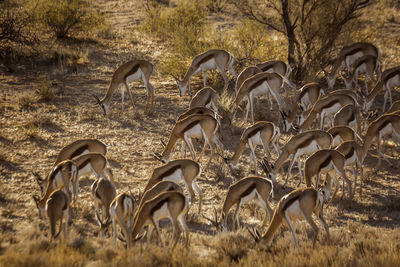 Herd of springbok grazing in backlit in kgalagari transfrontier park, south africa 