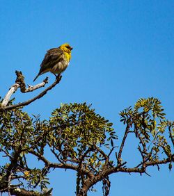 Low angle view of bird perching on tree against clear blue sky