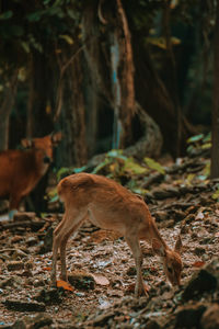 Deer standing on field