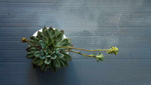 Close-up of plant on table