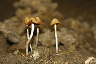 Close-up of mushroom