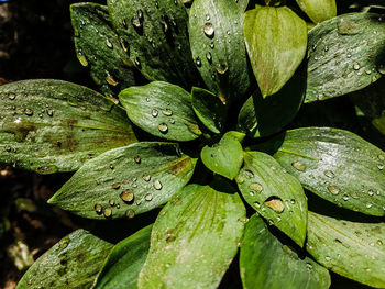 Close-up of wet plant leaves