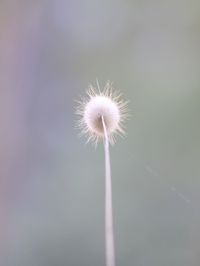 Close-up of dandelion against sky
