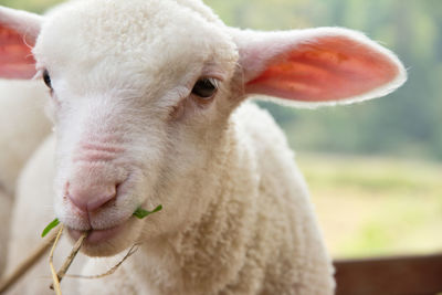 Close-up portrait of sheep