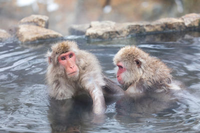 Japanese snow monkey in hot spring