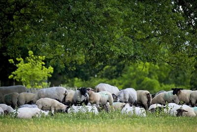 View of sheep on field sheltering under tree