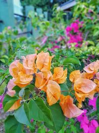 Close-up of flowers blooming outdoors