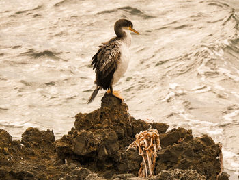 Close-up of bird perching on rock